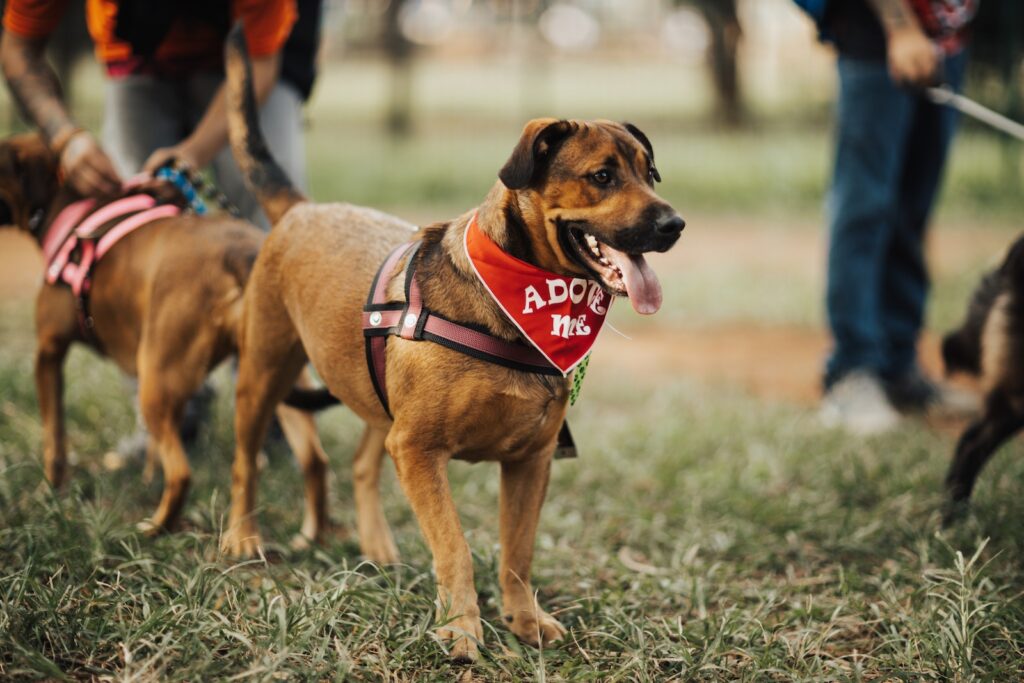 Free stock photo of adoption, animal, dog