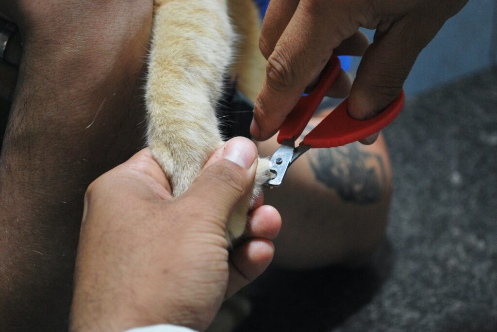 Person Using Nail Trimmer on an Animal