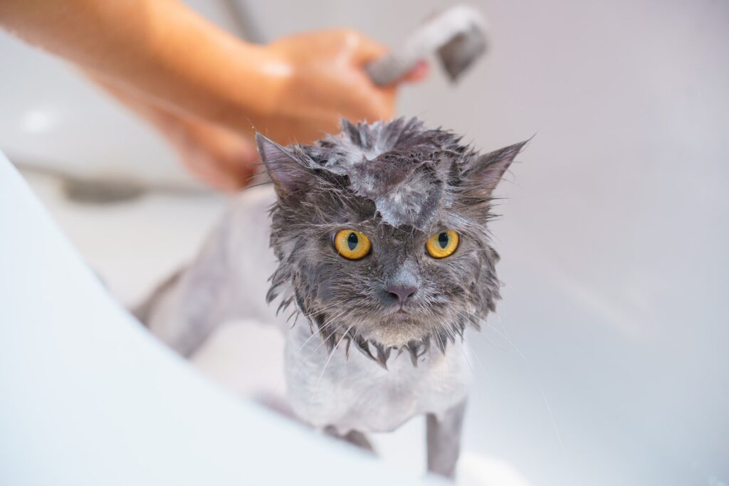 Photograph of a Cat Bathing