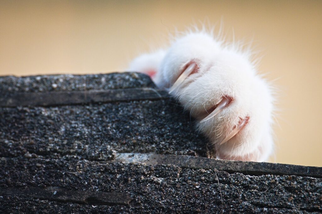 cat, nails, paw