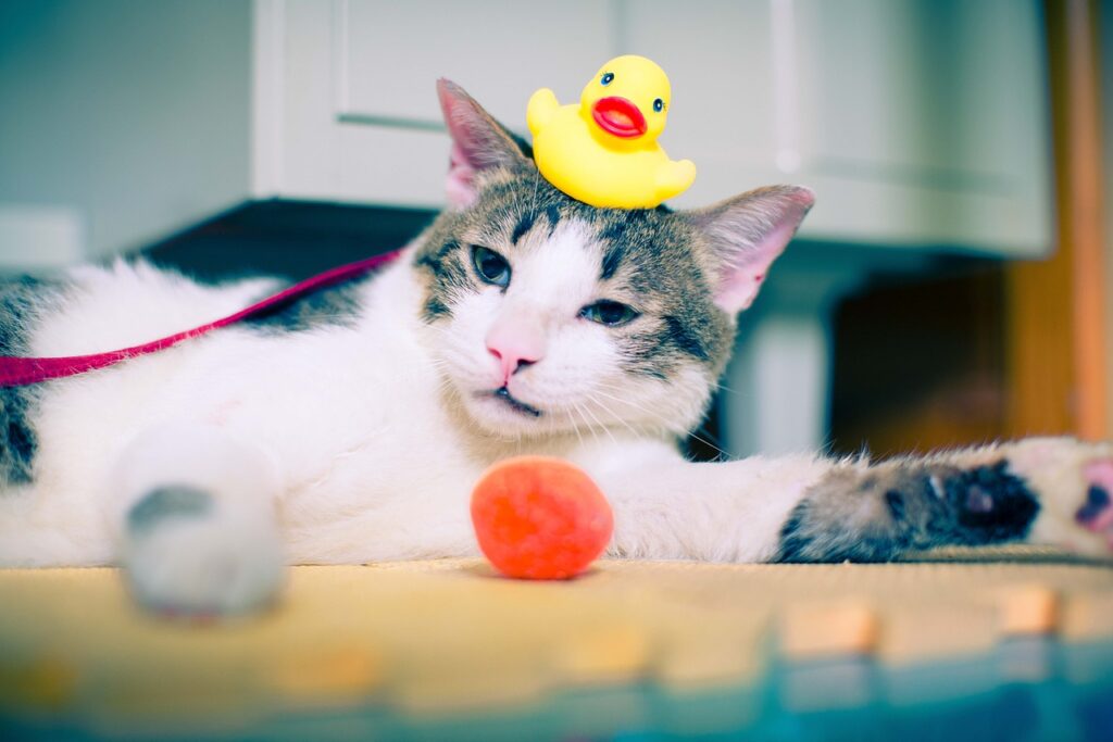 cat, rubber duck, duck