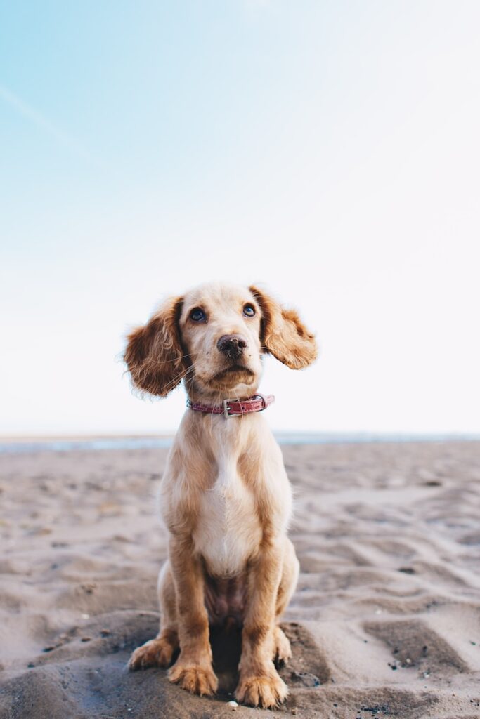 a brown dog sitting on top of a sandy beach