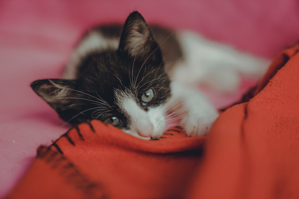 tuxedo cat lying on orange textile