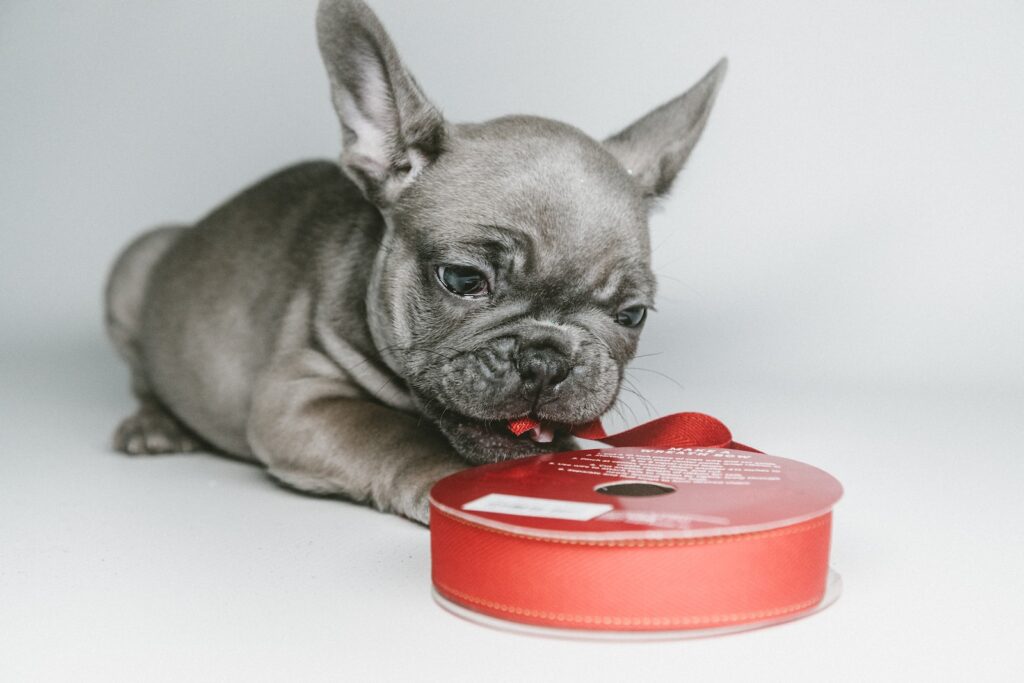 gray puppy beside red ribbon roll