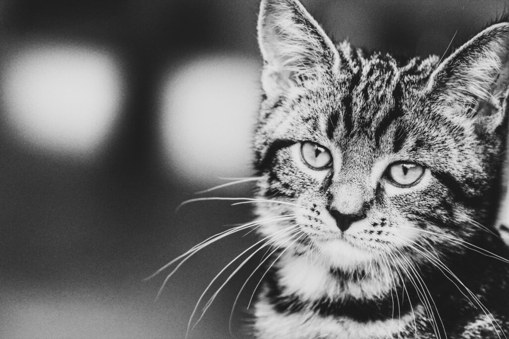 grayscale photography of tabby cat