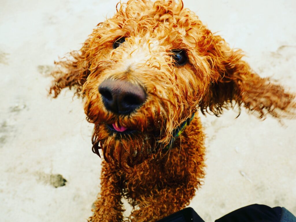 brown labradoodle on sand during daytime