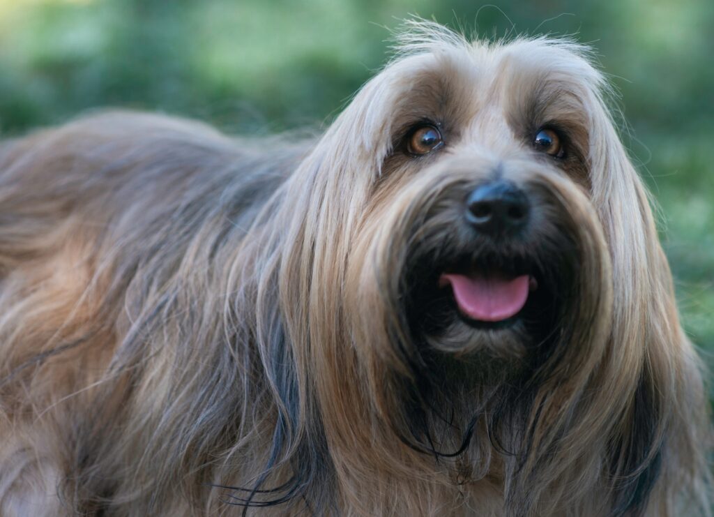 brown and black long coated small dog