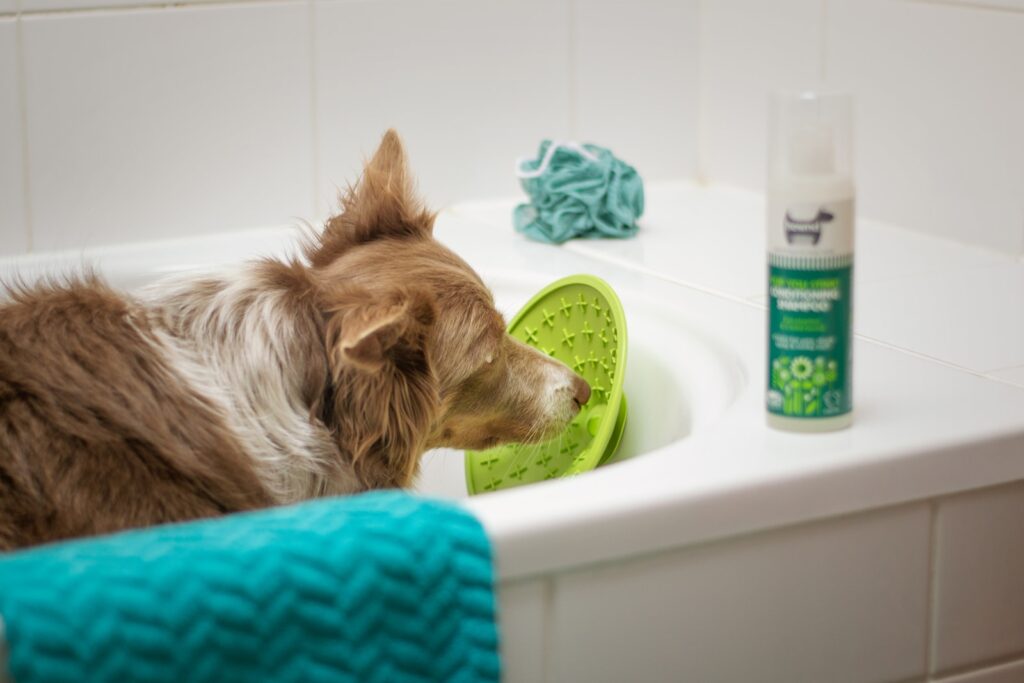 a brown and white dog sitting in a bath tub